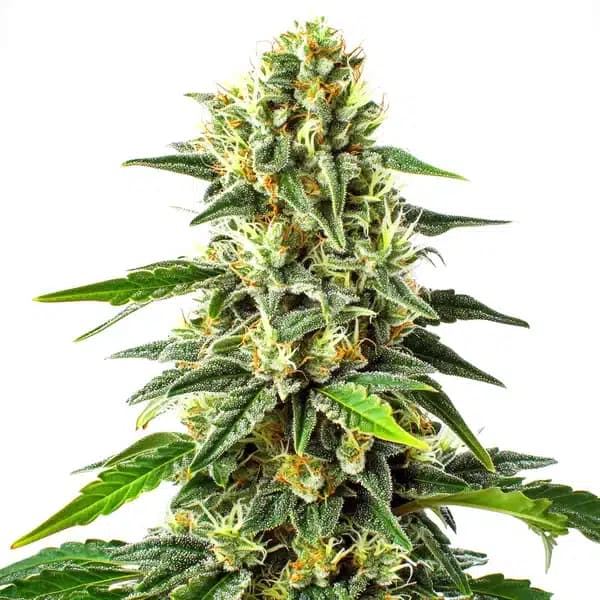 Green Crack x Somango Seeds