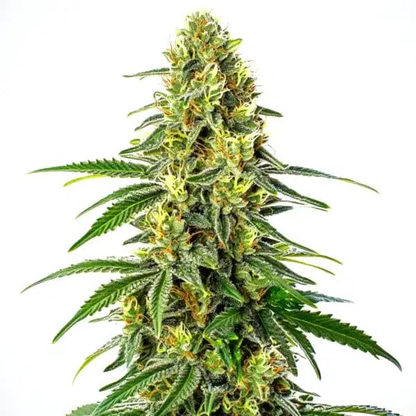 Green Crack x Super Silver Haze Seeds