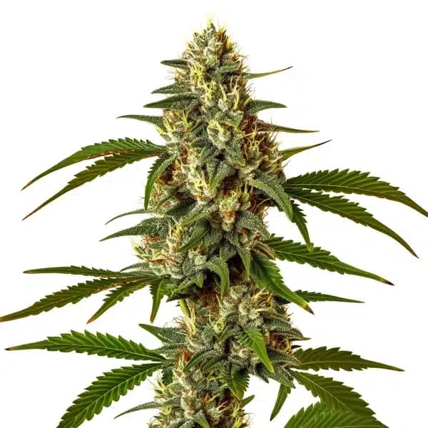 Green Poison Seeds