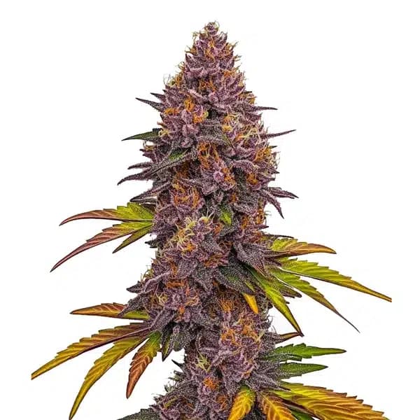 Grizzly Purple Auto Seeds