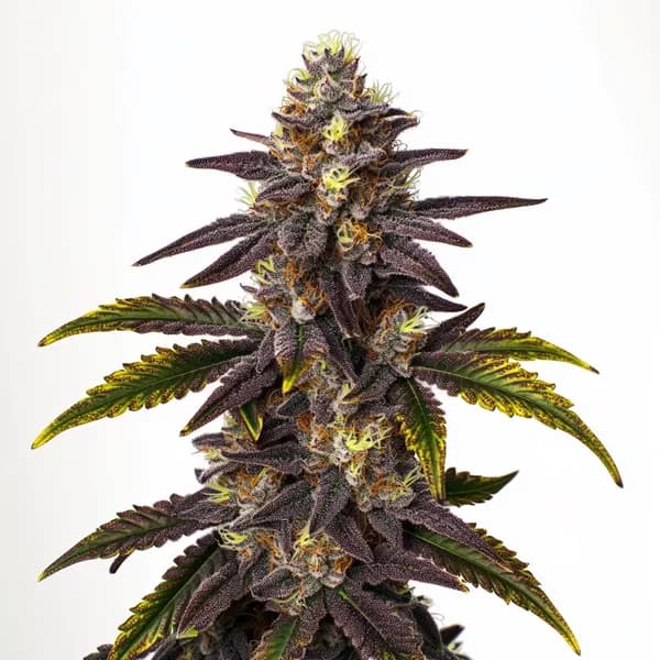 Gruntz Seeds