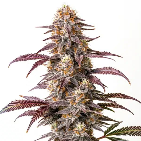Guava Cannabis Extraction Seeds