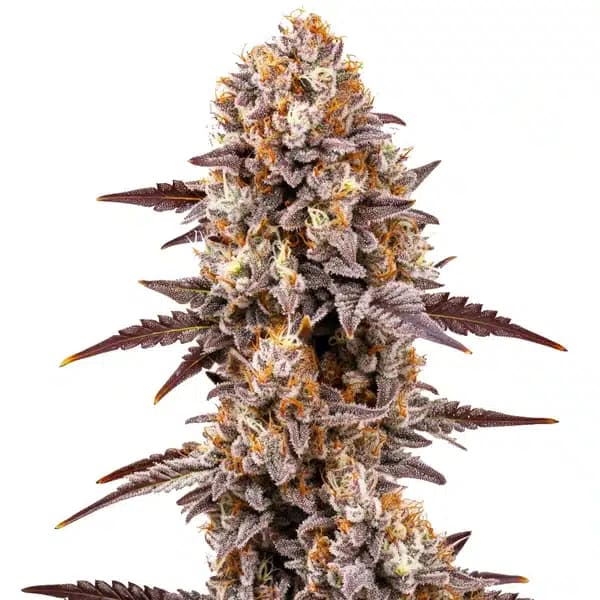 Gumbo Seeds