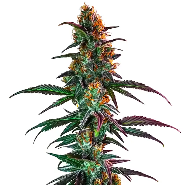 Gush Mintz x Honey Drop Seeds