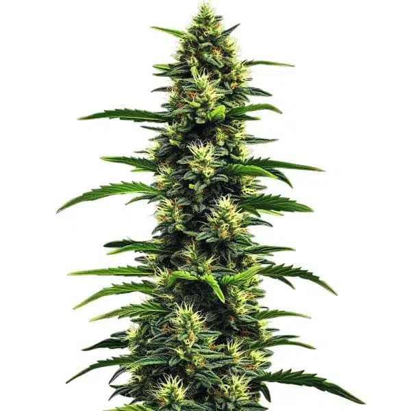 Gushers Seeds