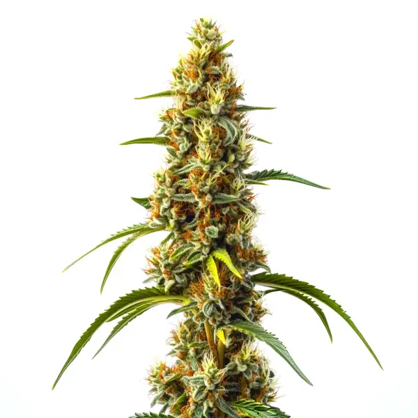 Harlequin Kimbo Kush Fast Version CBD Seeds