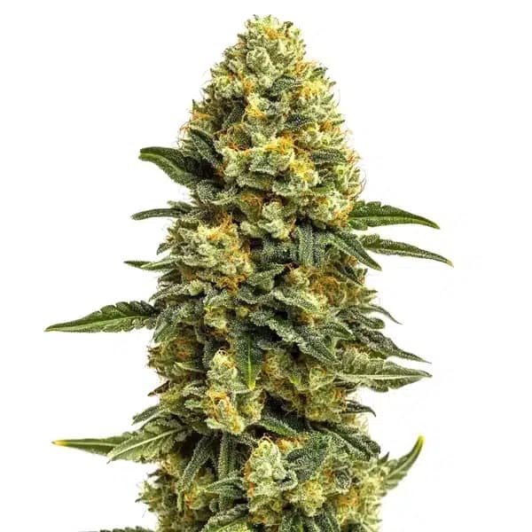 Hash Burger Seeds