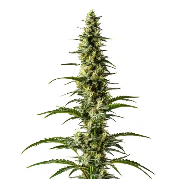 Hawaii x Purple Skunk Regular Seeds