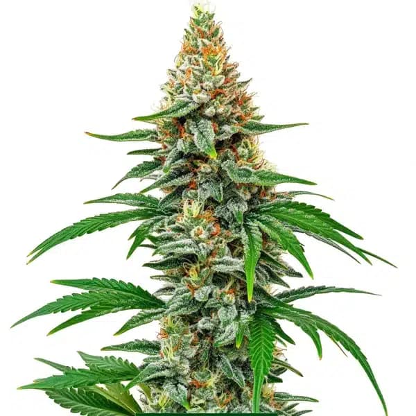 Hawaiian Snow Seeds