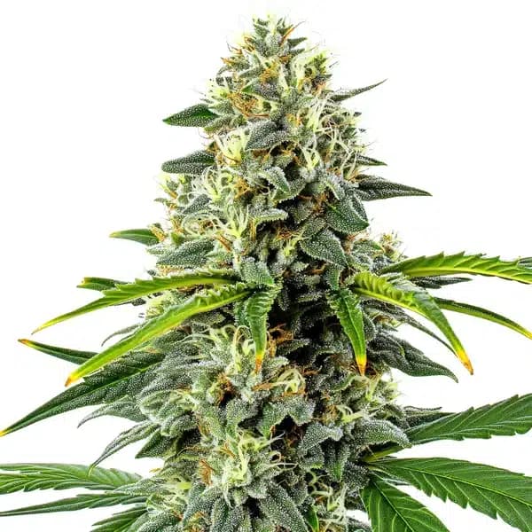 Haze Autoflower Seeds