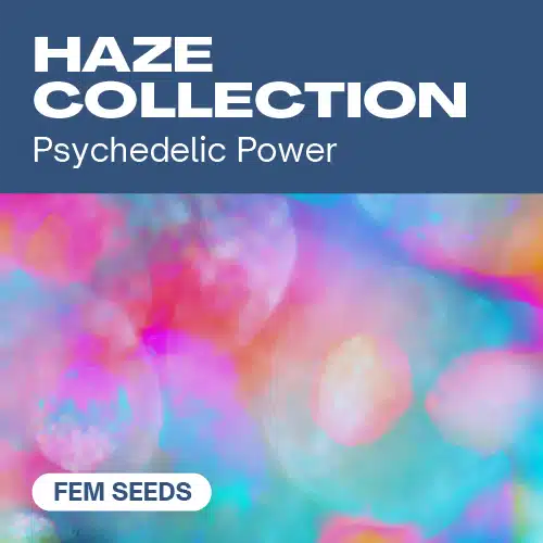 Haze Collection Seeds