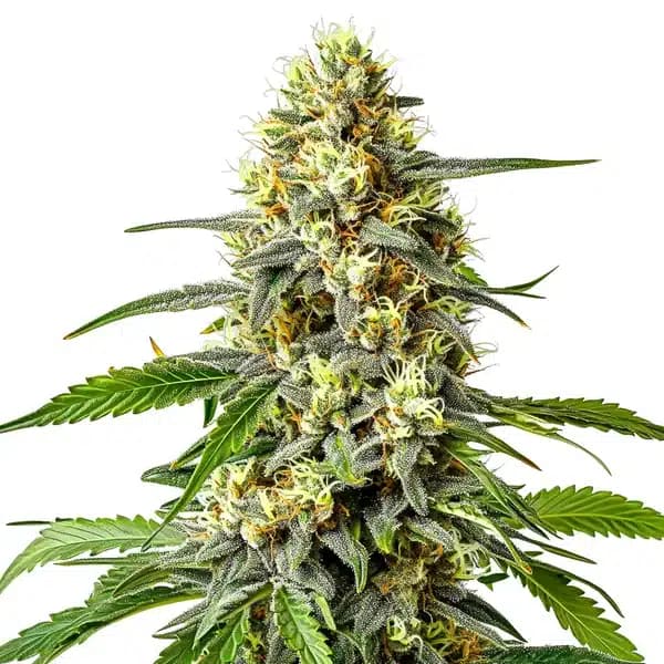 Haze XL Auto Seeds