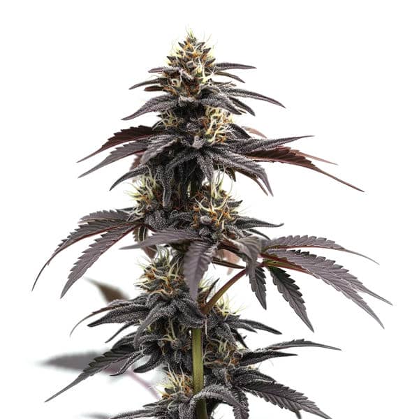 Headband Autoflower Seeds