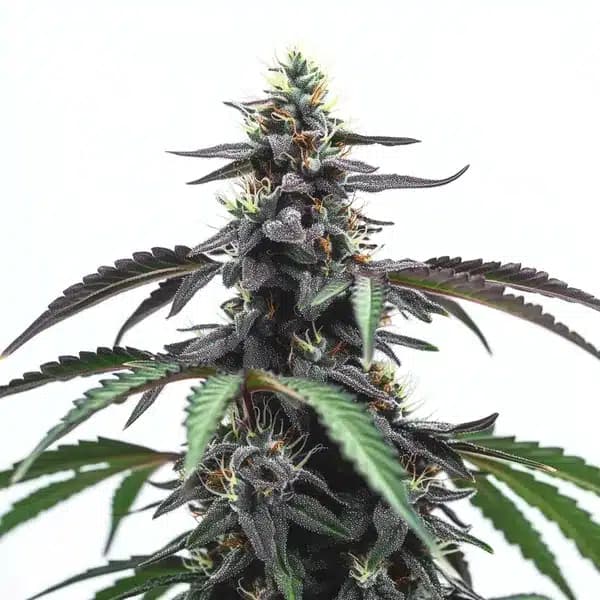 Head Band Seeds