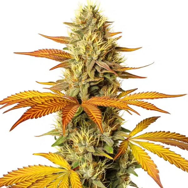 Hellfire Fast Version Seeds