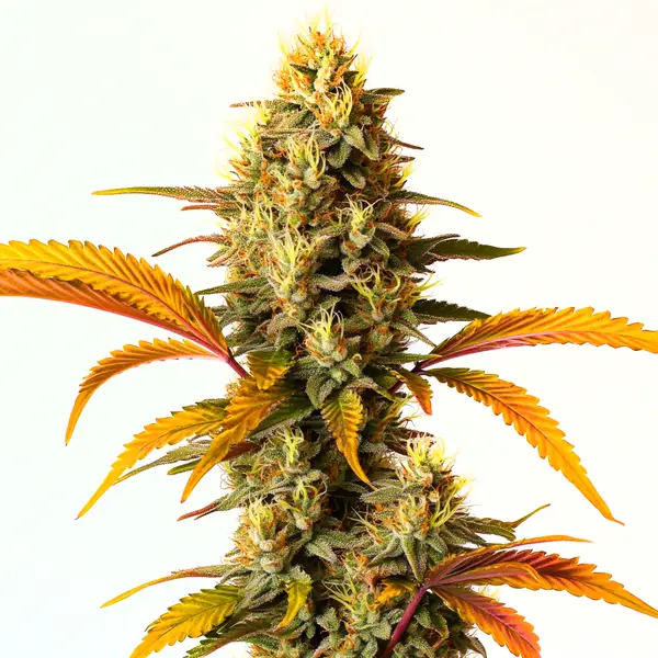 Hellfire OG Auto Seeds