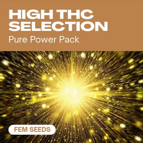 High THC Selection Fem Seeds