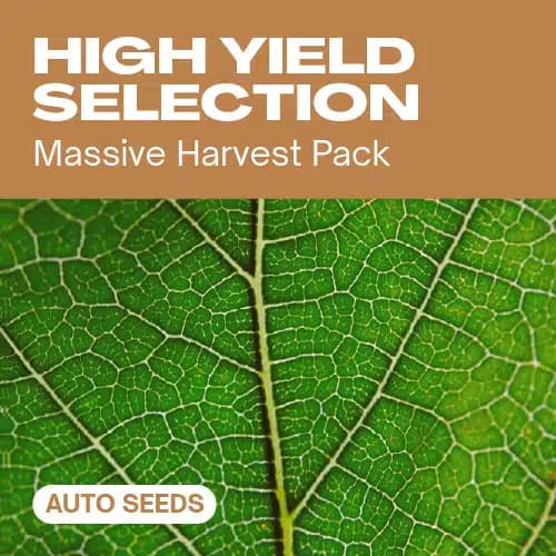 High Yield Selection Auto Seeds
