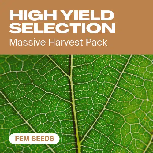 High Yield Selection Fem Seeds