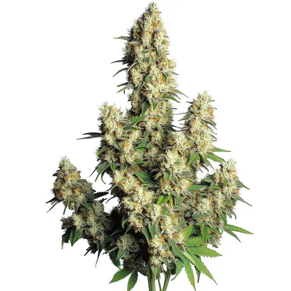 Hindu Kush Autoflower Seeds