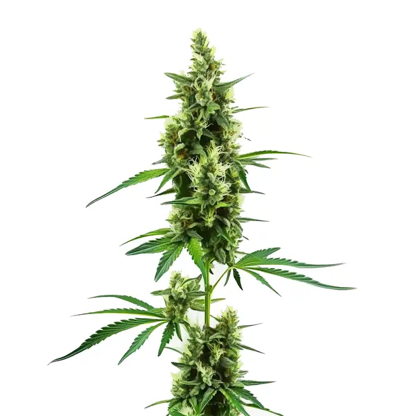 Hindu Kush Regular Seeds