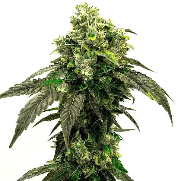 Hindu Kush Seeds