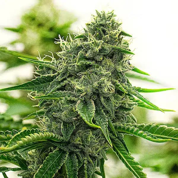 Hippo High Seeds