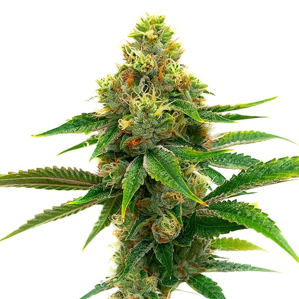 Honey Banana Cannabis Extraction Seeds