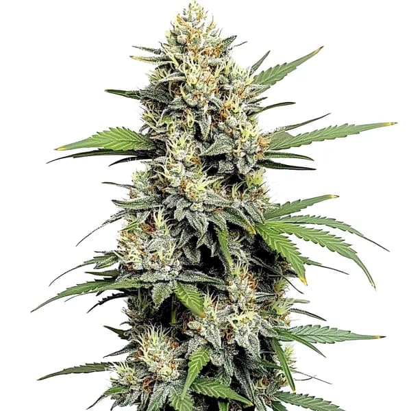 Honey Buns Seeds