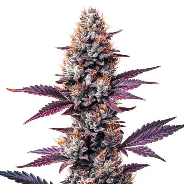 Humboldt Seeds