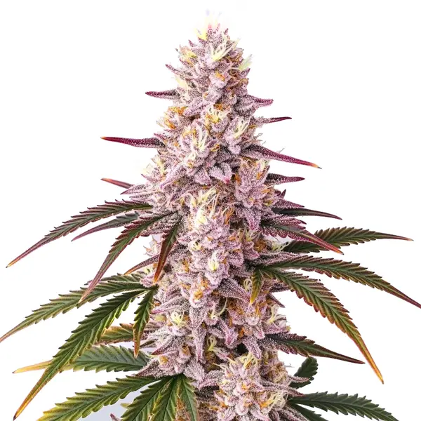 Ice Cream Cake Seeds