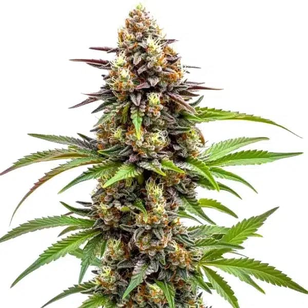 Ice Cream x SFV OG Seeds