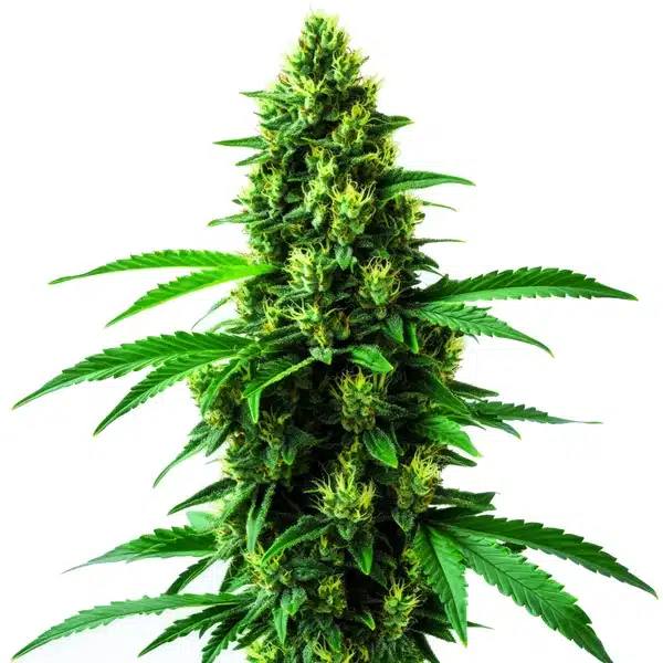 Irish Cream Seeds