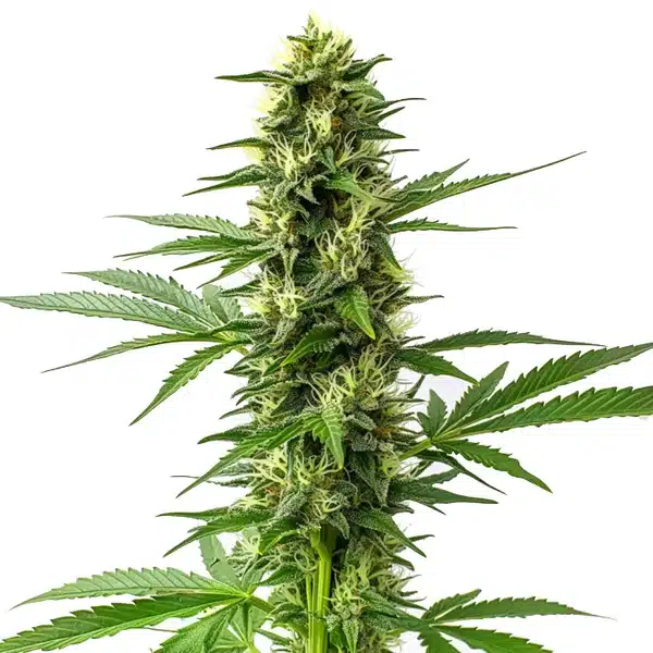 Jack Herer Regular Seeds