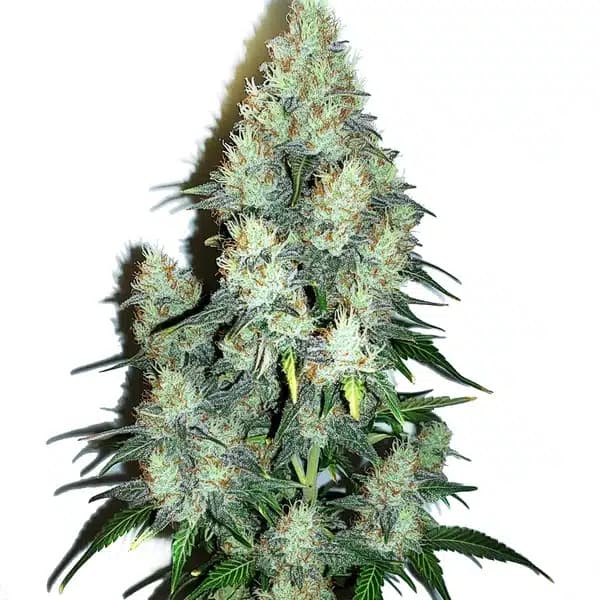 Jack Herer x Cinderella 99 Auto Seeds