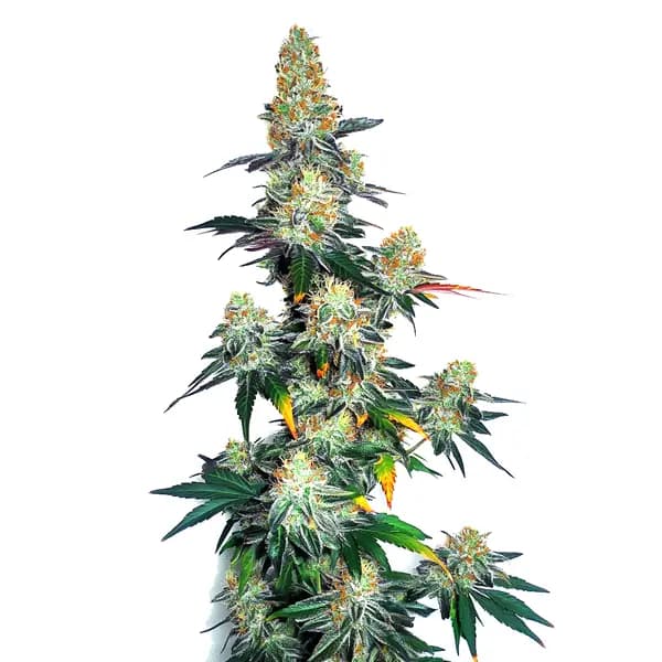 Jack Herer x GG Autoflower Seeds