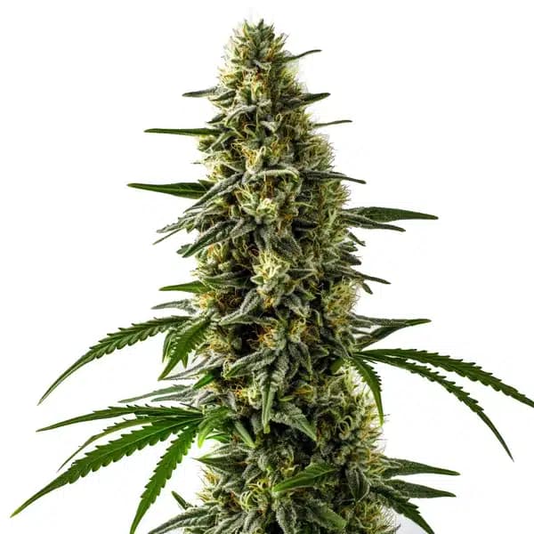 Jack Herer x Skunk Seeds