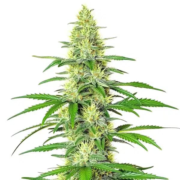 Jack Herer x White Widow Auto Seeds