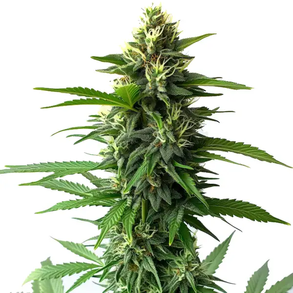 Jack Herer Seeds