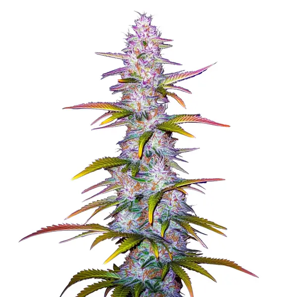 Jack Horror Seeds
