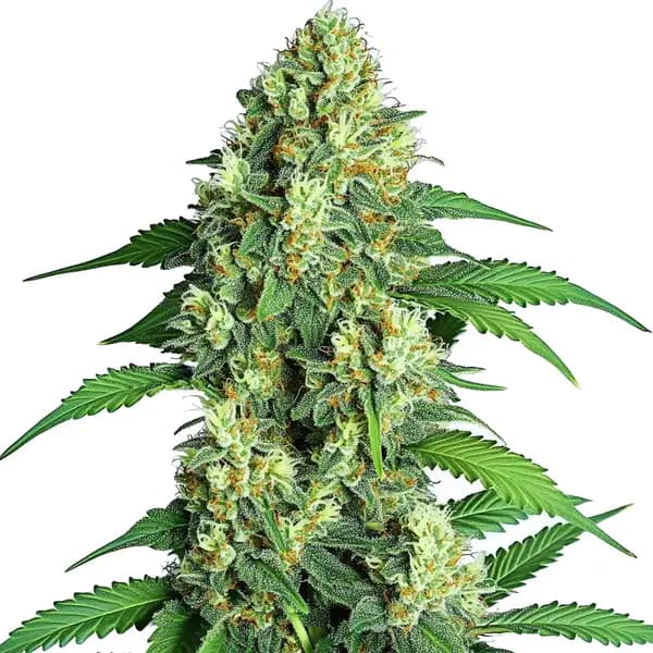 Jamaican Seeds
