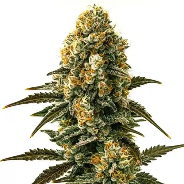Jilly Bean Regular Seeds