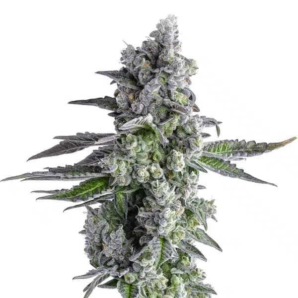 John Connor Seeds