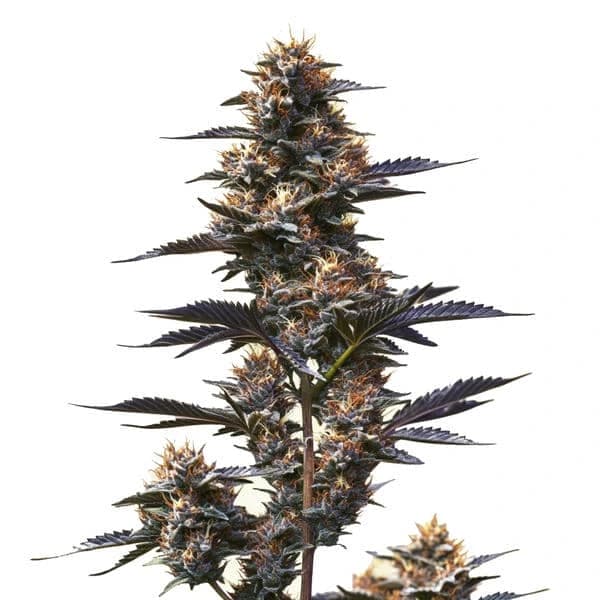 Jokerz Seeds