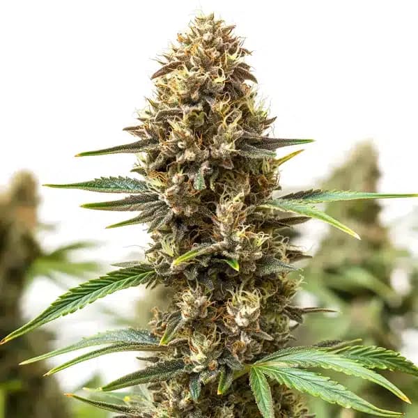 Jony Pot x Pineapple Sherbet Regular Seeds