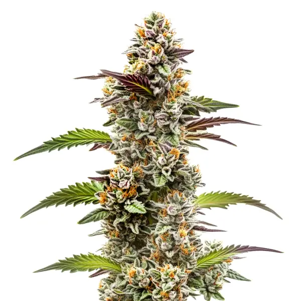Jungle Breath Seeds