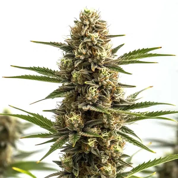 Jungle Wreck Seeds