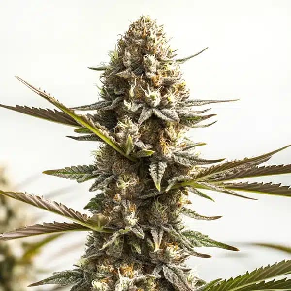 Kabrales Auto Seeds