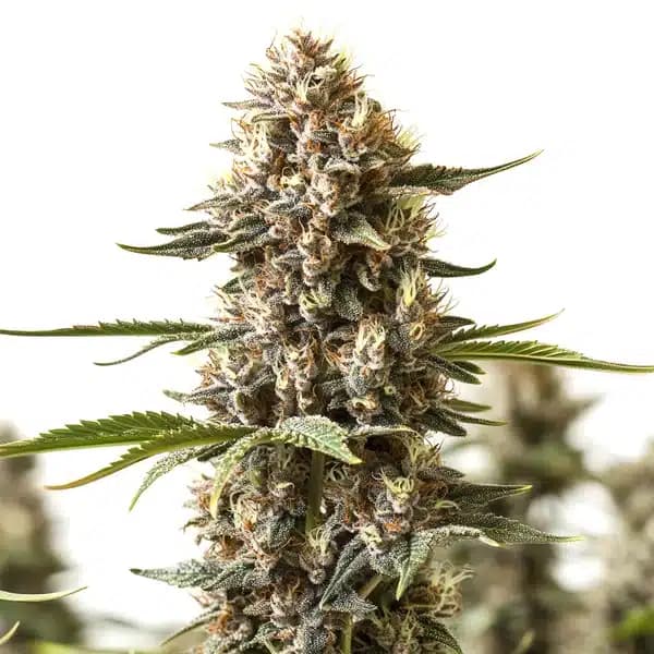 Kabrales Seeds