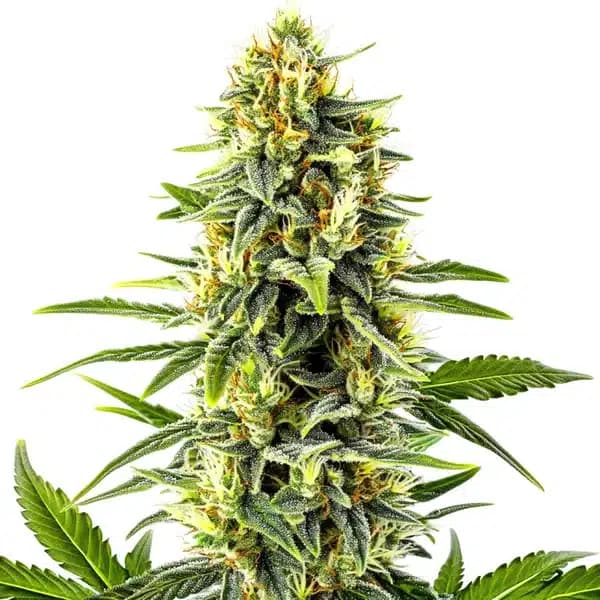 Kali Mist Seeds